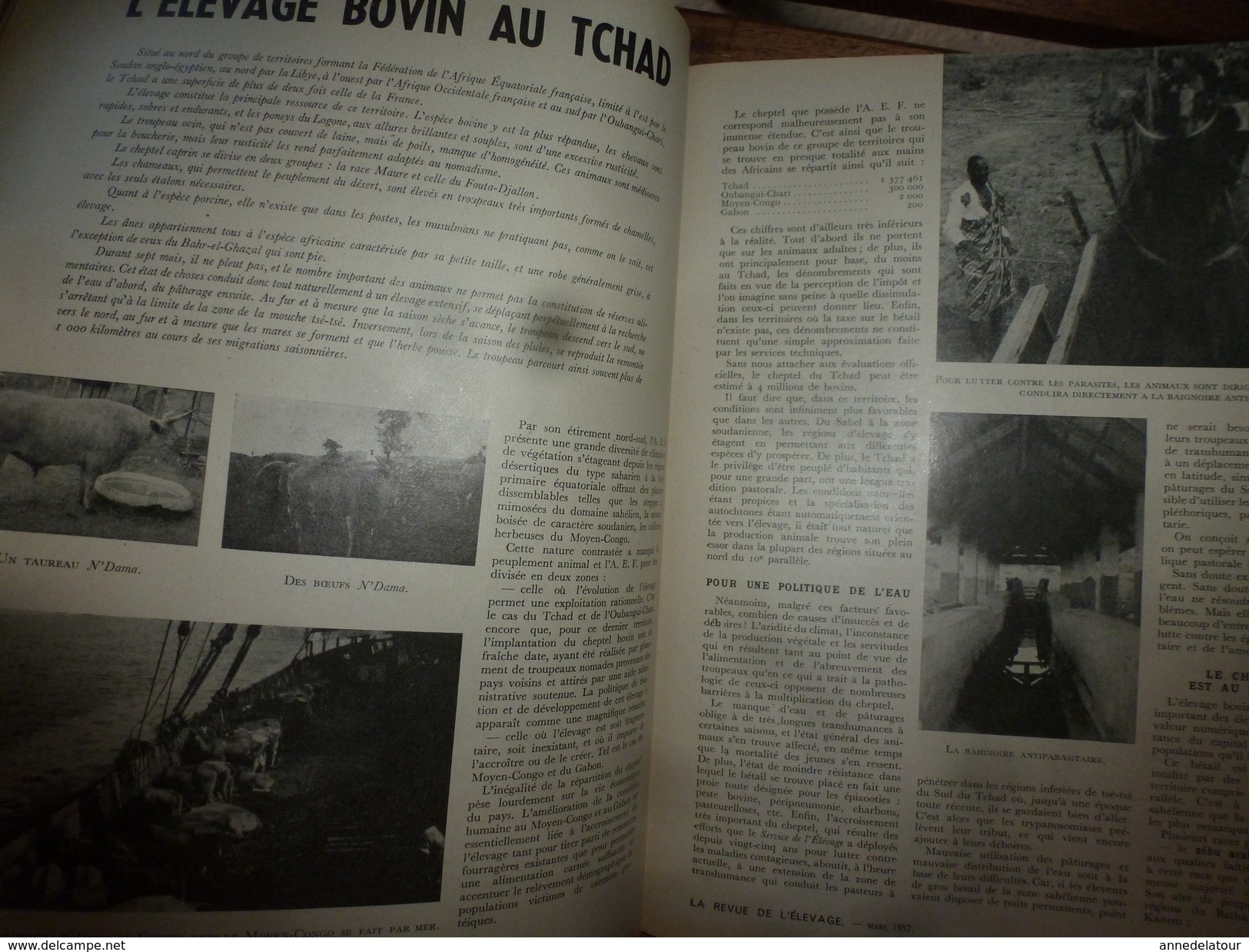 1956 LRDLE Elevage au MAROC; En Hollande;Recalcifier la terre;Pâturage ; Les conseils; etc