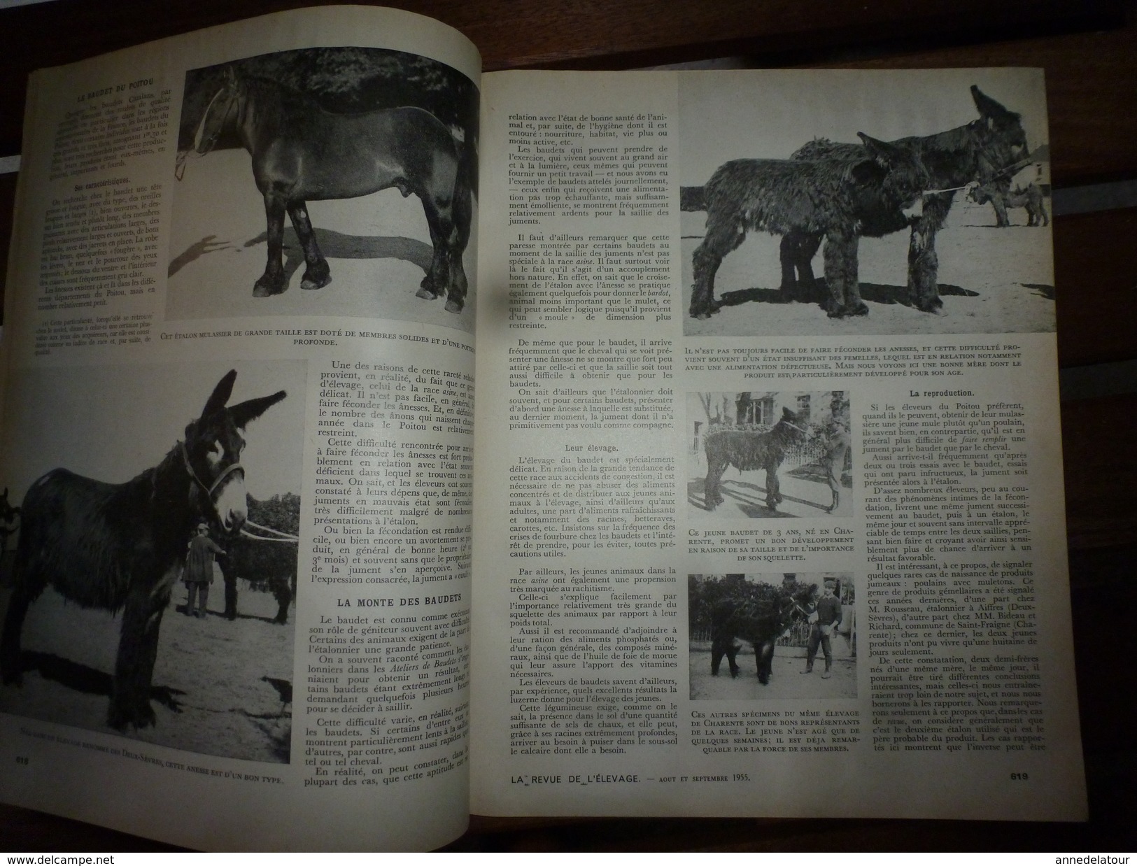 1955 LRDLE :Le Mulet; Au Maroc; Concours Spéciaux De Races; Le Mouton; A Brive ; La Basse-cour; Etc - Animaux