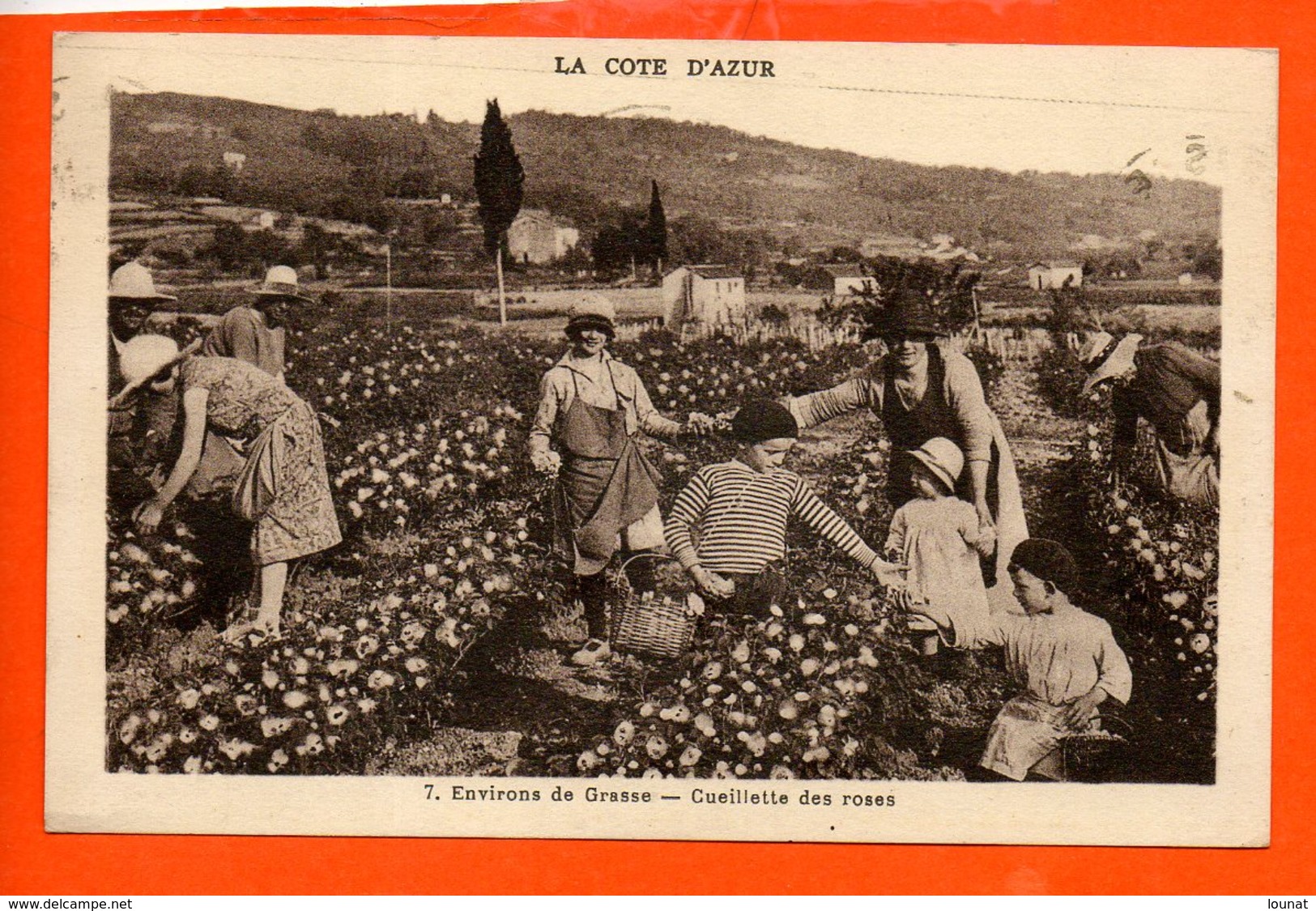 06 Environs De GRASSE : Cueillette Des Roses - Culture - Landbouw