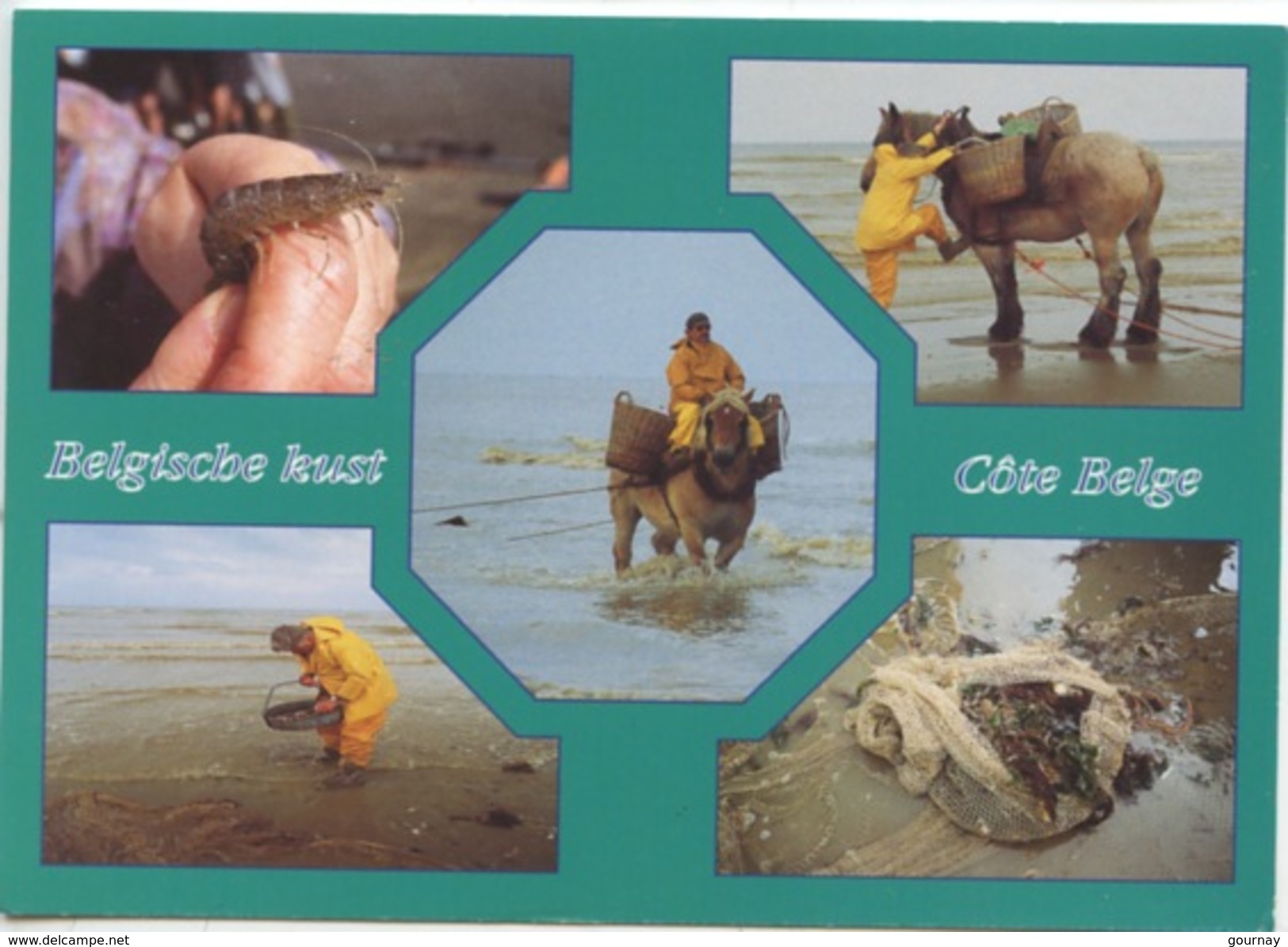 Belgische Kust - Côte Belge - Multivues Produits De La Mer (métiers) Crevette Cheval Coquillage - Pesca