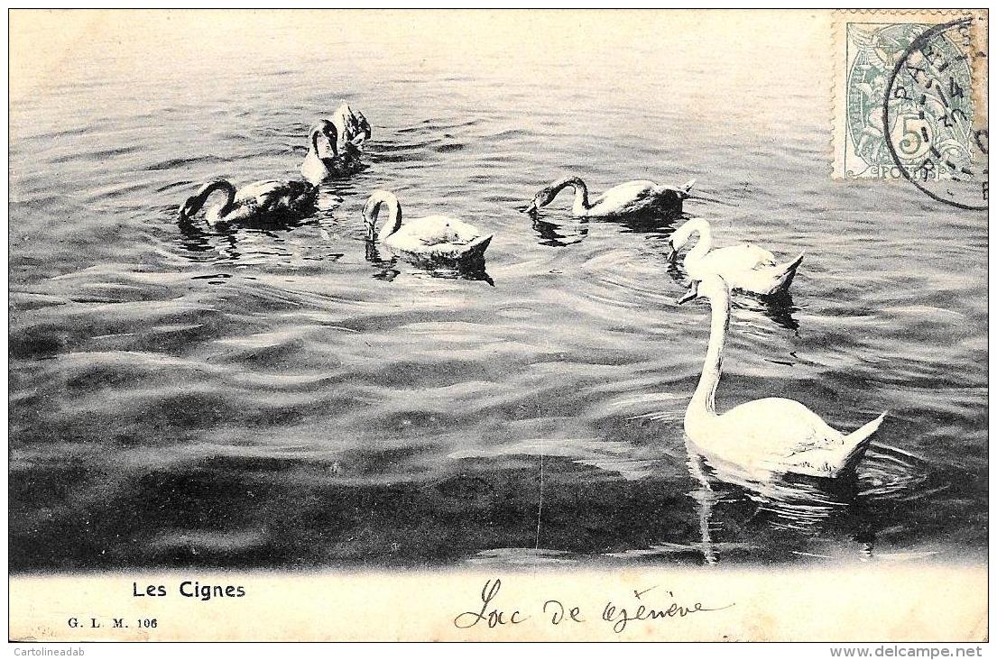 [DC10275] CPA - ANIMALI - I CIGNI - LES CIGNES - Viaggiata - Old Postcard - Altri & Non Classificati