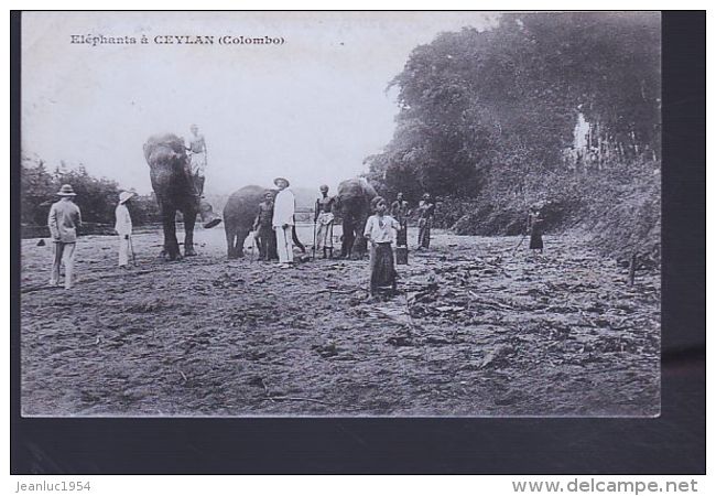 CEYLAN ELEPHANTS - Autres & Non Classés