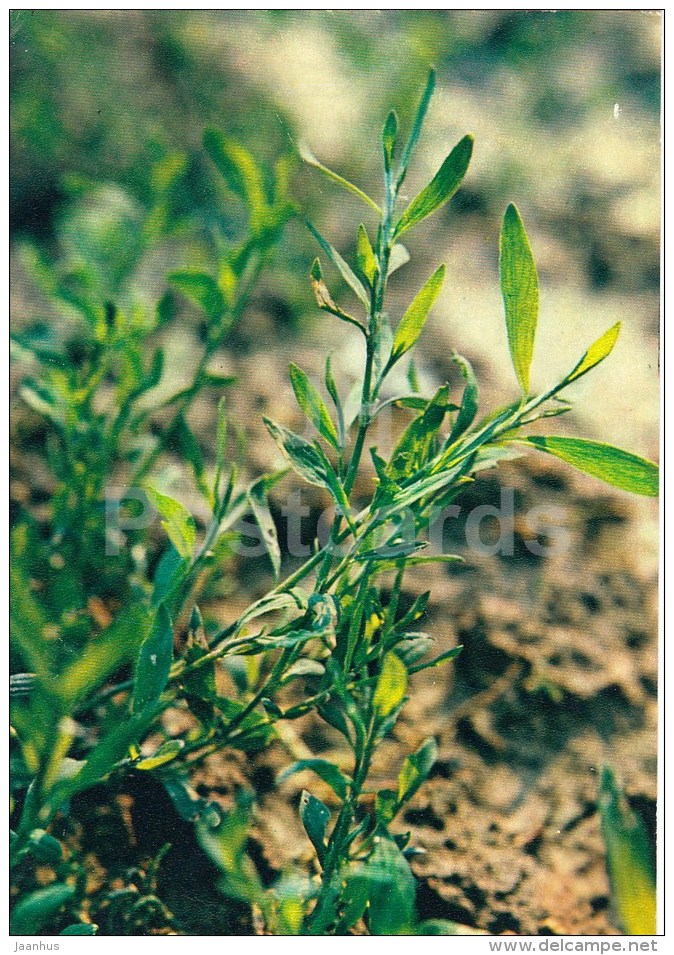 Knotgrass - Polygonum Aviculare - Medicinal Plants - 1983 - Russia USSR - Unused - Plantes Médicinales