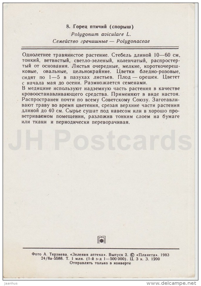 Knotgrass - Polygonum Aviculare - Medicinal Plants - 1983 - Russia USSR - Unused - Plantes Médicinales
