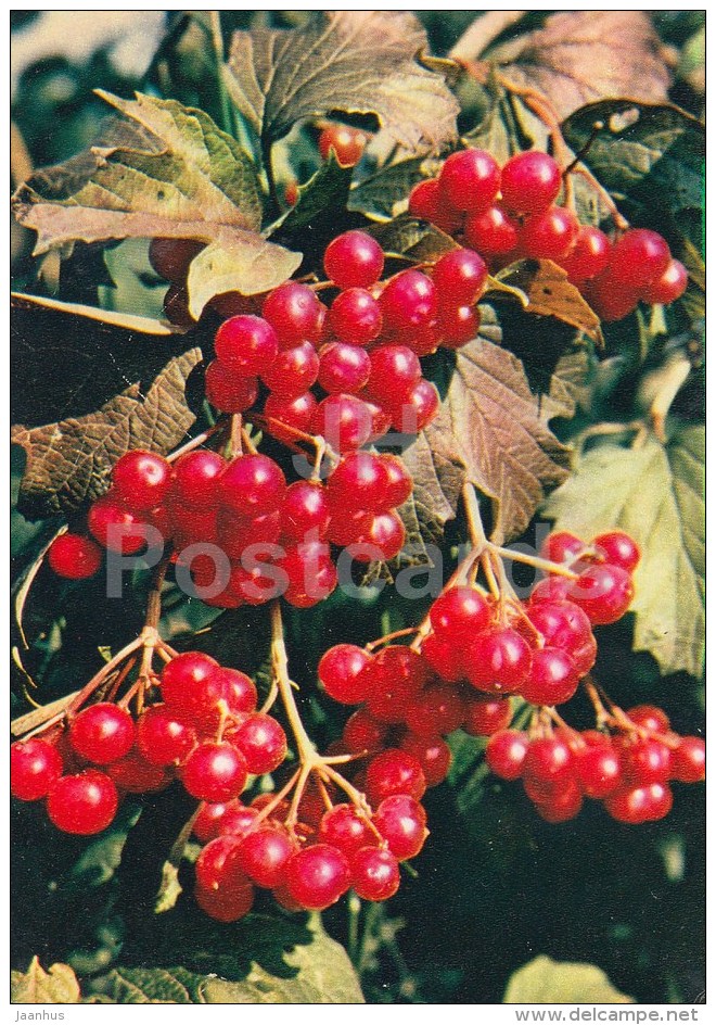 Guelder-rose - Viburnum Opulus - Medicinal Plants - 1983 - Russia USSR - Unused - Plantes Médicinales