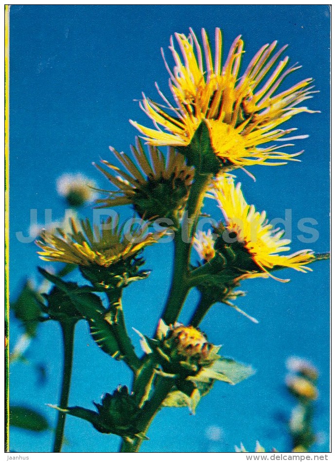 Elecampane - Inula Helenium - Medicinal Plants - 1983 - Russia USSR - Unused - Plantes Médicinales