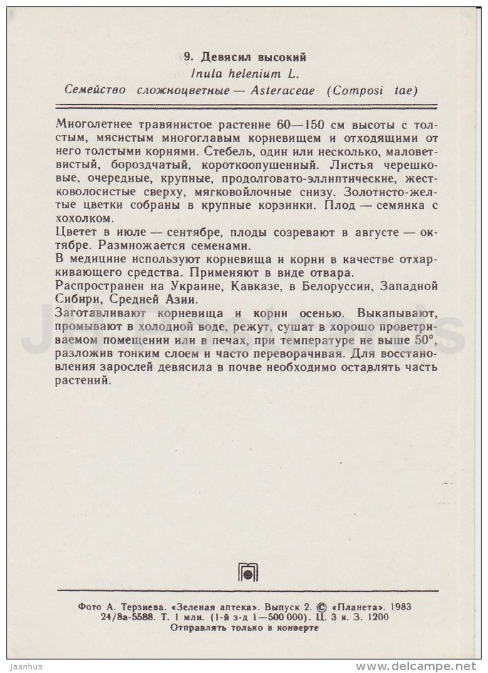 Elecampane - Inula Helenium - Medicinal Plants - 1983 - Russia USSR - Unused - Plantes Médicinales