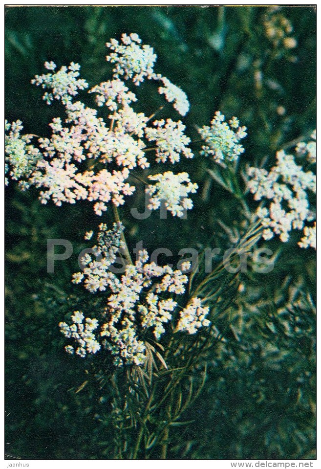 Caraway - Carum Carvi - Medicinal Plants - 1983 - Russia USSR - Unused - Geneeskrachtige Planten