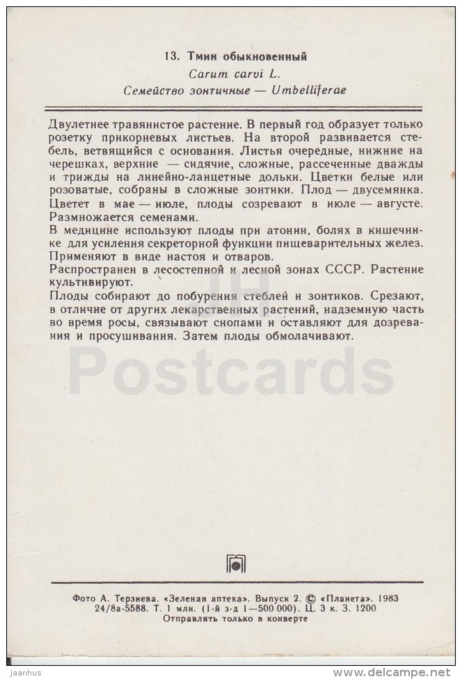 Caraway - Carum Carvi - Medicinal Plants - 1983 - Russia USSR - Unused - Plantes Médicinales