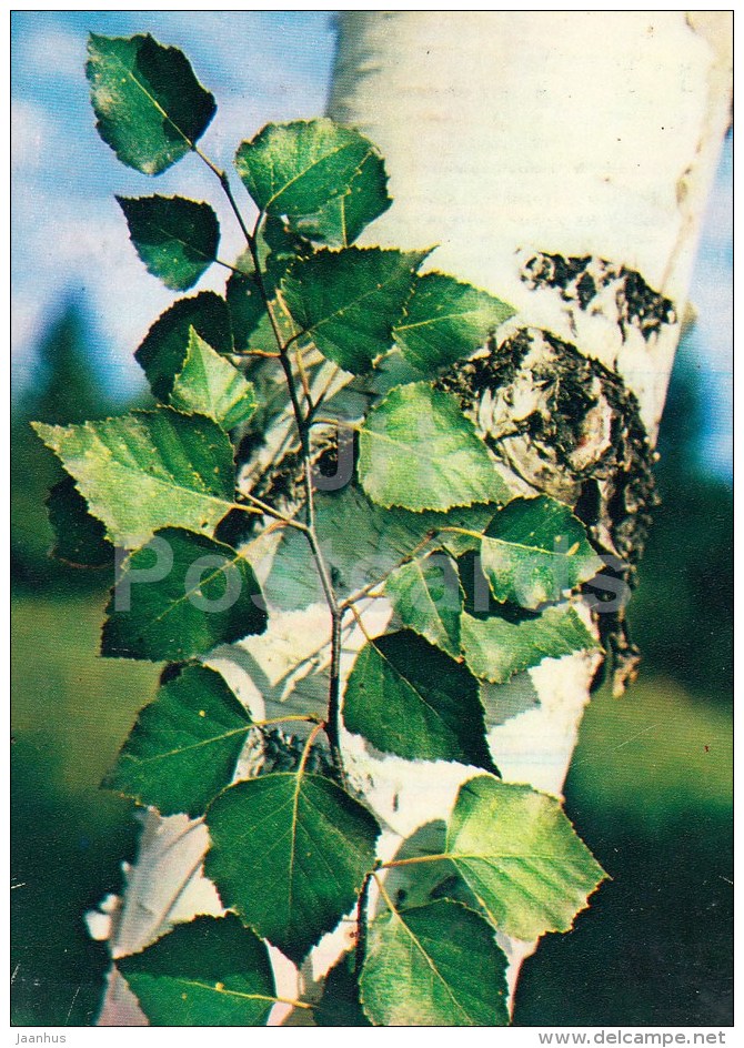 Silver Birch - Betula Pendula - Medicinal Plants - 1983 - Russia USSR - Unused - Geneeskrachtige Planten