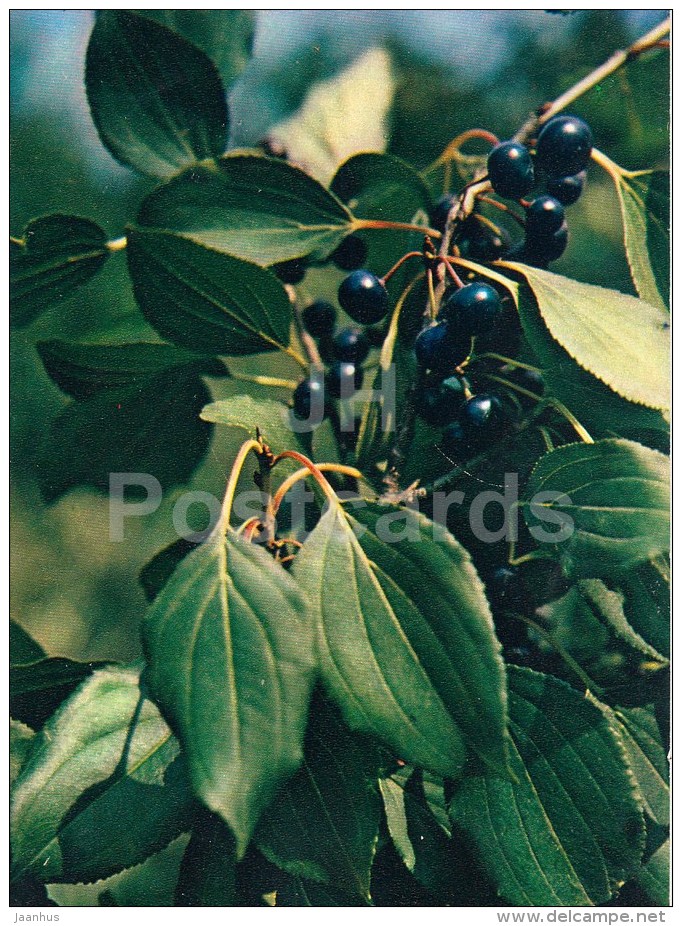 Buckthorn - Rhamnus Cathartica - Medicinal Plants - 1983 - Russia USSR - Unused - Geneeskrachtige Planten