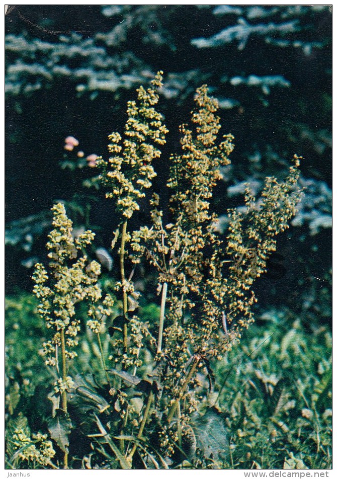 Rumex Confertus - Medicinal Plants - 1983 - Russia USSR - Unused - Medicinal Plants