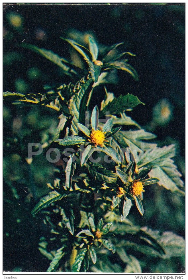 Three-lobe Beggarticks - Bidens Tripartita - Medicinal Plants - 1983 - Russia USSR - Unused - Plantes Médicinales