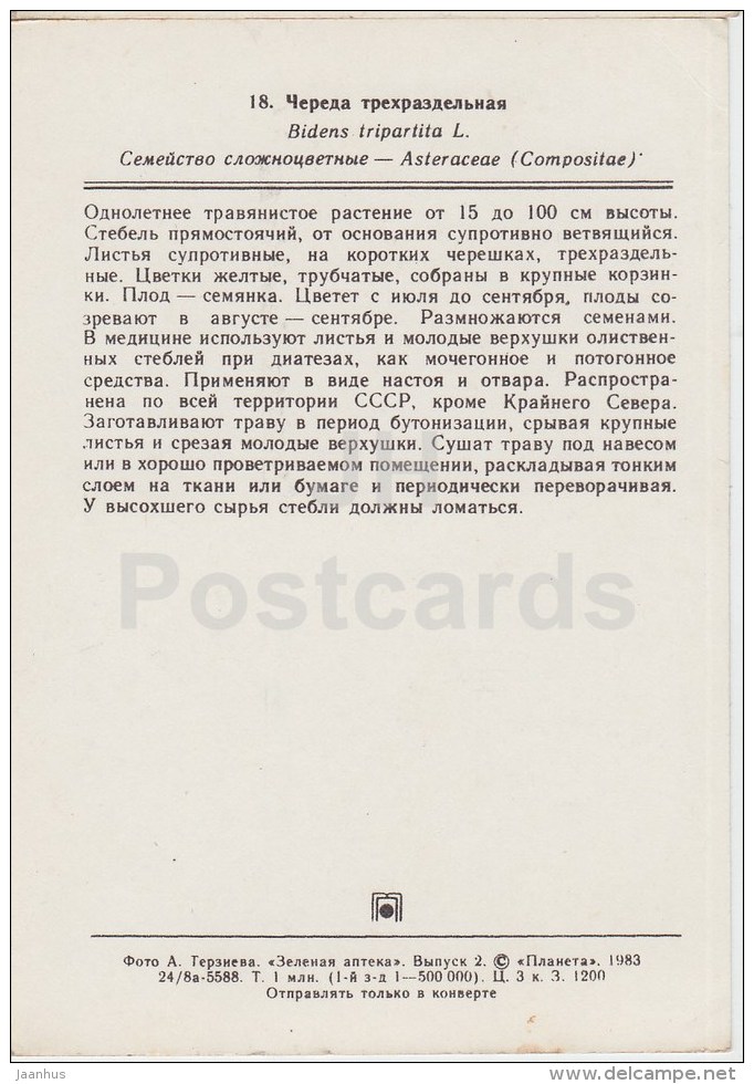 Three-lobe Beggarticks - Bidens Tripartita - Medicinal Plants - 1983 - Russia USSR - Unused - Plantes Médicinales