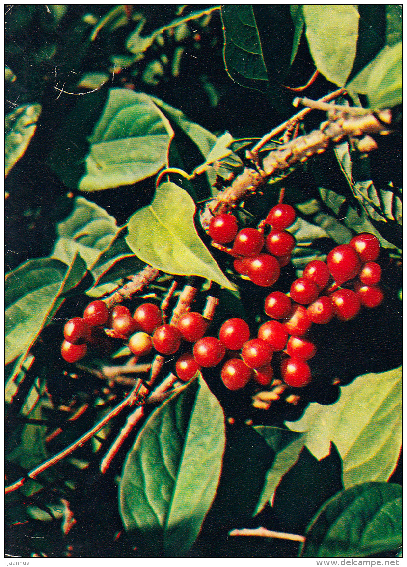 Five-flavor Berry - Schisandra Chinensis - Medicinal Plants - 1983 - Russia USSR - Unused - Geneeskrachtige Planten