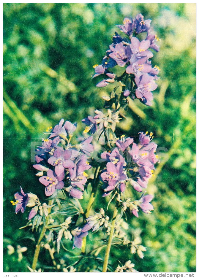 Jacob's Ladder - Polemonium Caeruleum - Medicinal Plants - 1983 - Russia USSR - Unused - Plantes Médicinales