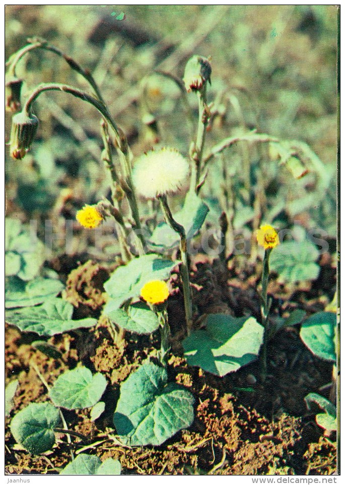 Tussilago - Tussilago Farfara - Medicinal Plants - 1983 - Russia USSR - Unused - Geneeskrachtige Planten