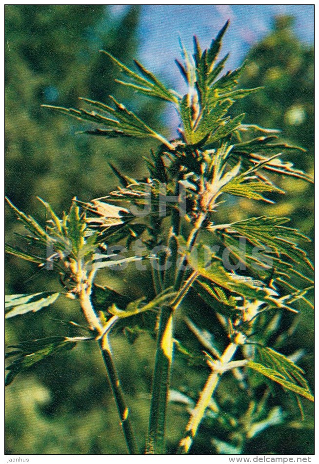 Common Motherwort - Leonurus Cardiaca - Medicinal Plants - 1983 - Russia USSR - Unused - Plantes Médicinales