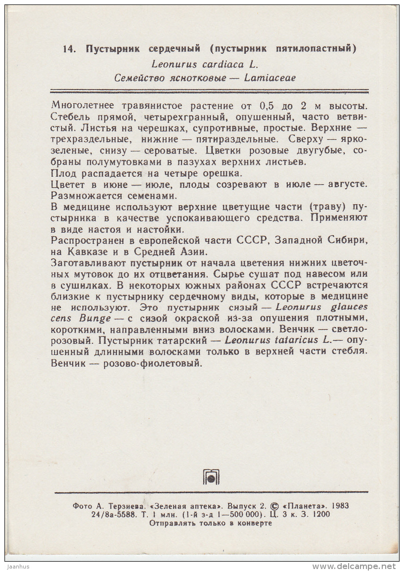 Common Motherwort - Leonurus Cardiaca - Medicinal Plants - 1983 - Russia USSR - Unused - Plantes Médicinales