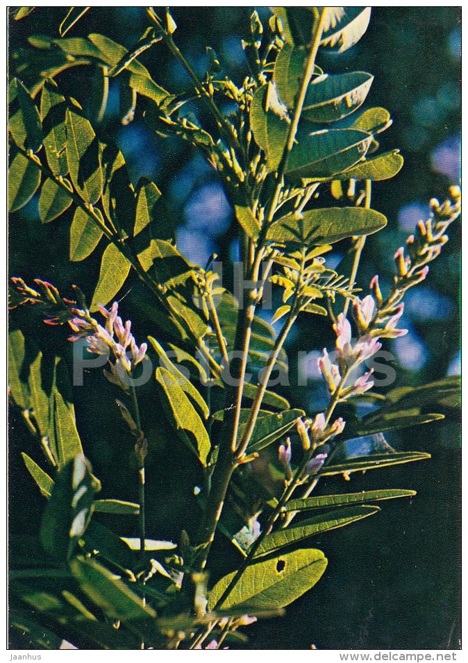 Liquorice - Glycyrrhiza Glabra - Medicinal Plants - 1983 - Russia USSR - Unused - Plantas Medicinales