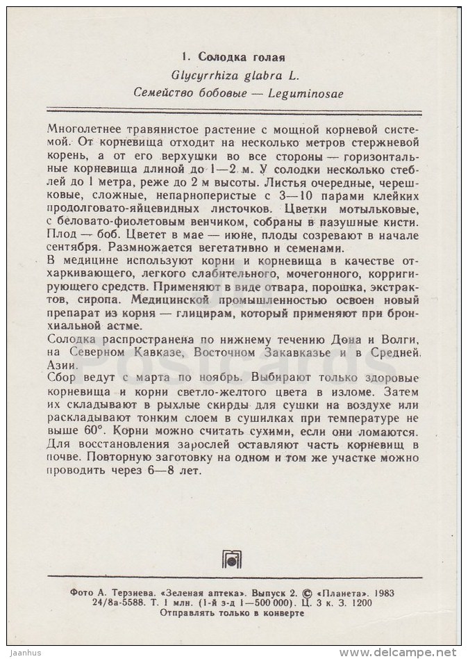 Liquorice - Glycyrrhiza Glabra - Medicinal Plants - 1983 - Russia USSR - Unused - Plantas Medicinales