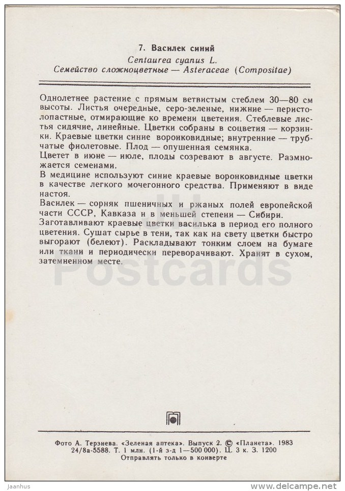 Cornflower - Centaurea Cyanus - Medicinal Plants - 1983 - Russia USSR - Unused - Geneeskrachtige Planten