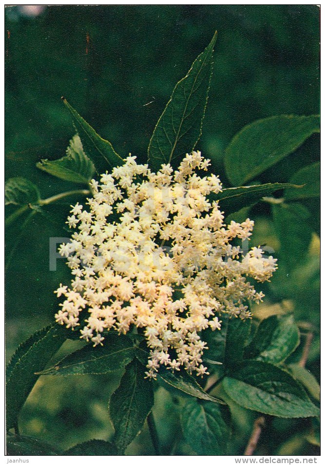 Elder - Sambucus Nigra - Medicinal Plants - 1983 - Russia USSR - Unused - Geneeskrachtige Planten