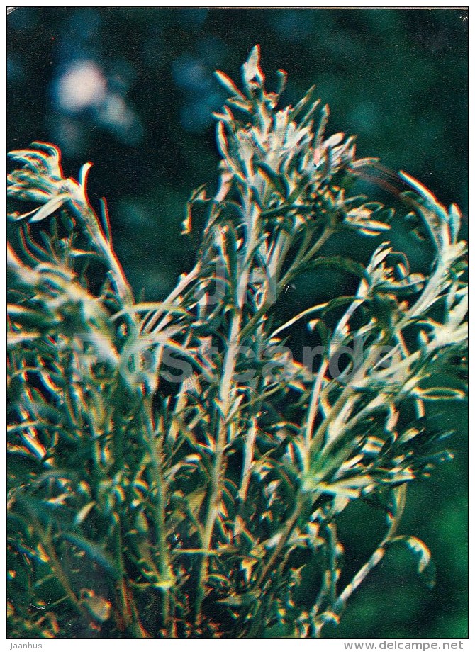 Marsh Cudweed - Gnaphalium Uliginosum - Medicinal Plants - 1983 - Russia USSR - Unused - Plantes Médicinales