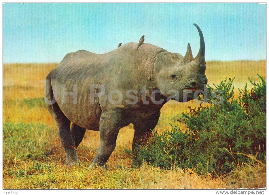 Black Rhinoceros - Rhinoceronte Nero - Africa - Animals - 396 - Italy - Unused - Rhinocéros