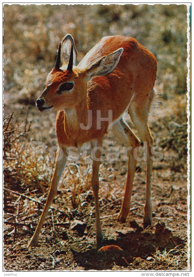 Gazelle - Gazella - Africa - Animals - 396 - Italy - Unused - Rinoceronte