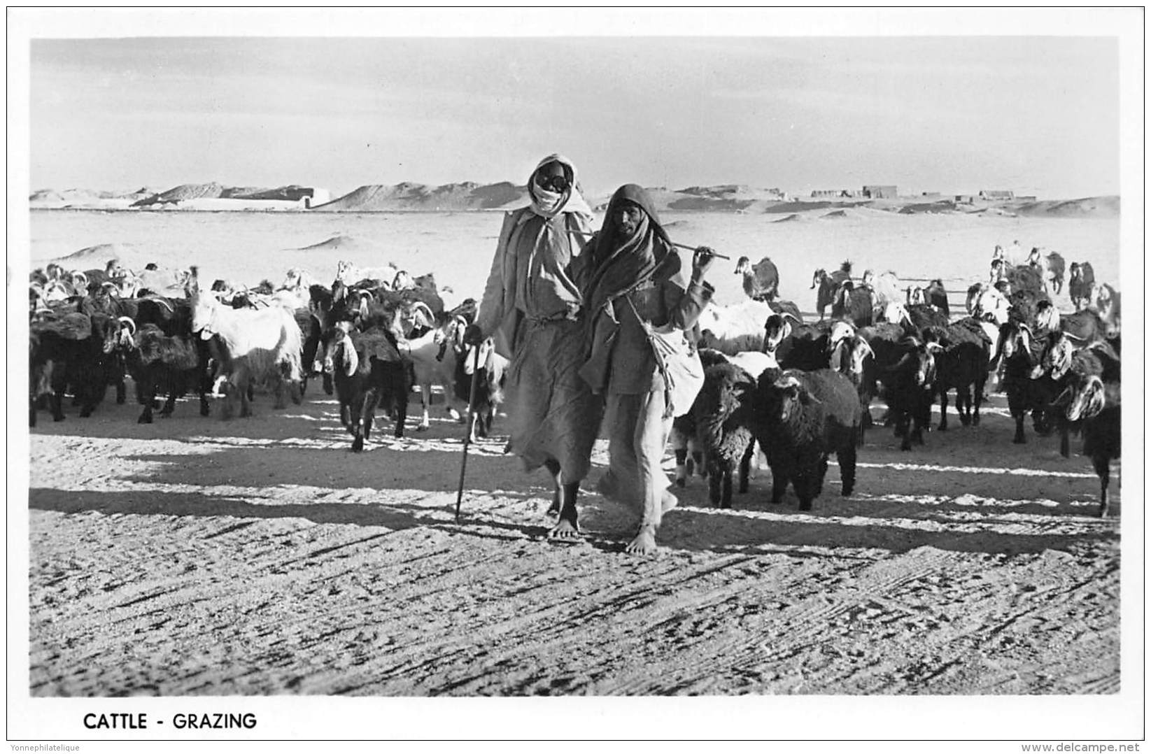 KOWEIT - Cattle - Grazing - Kuwait