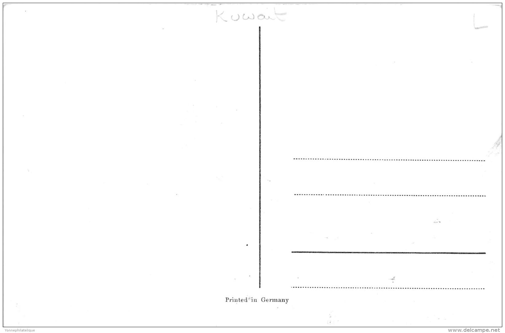 KOWEIT - Cattle - Grazing - Koeweit