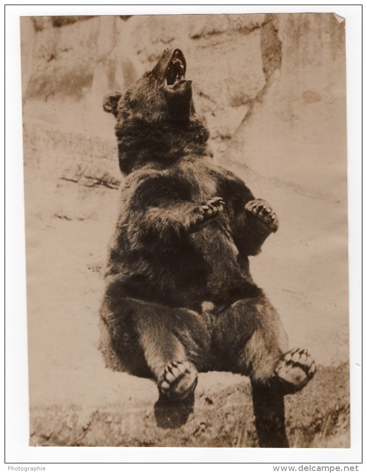 USA? Ours Brun? Zoo Non Identifie Ancienne Photo 1930 - Other & Unclassified