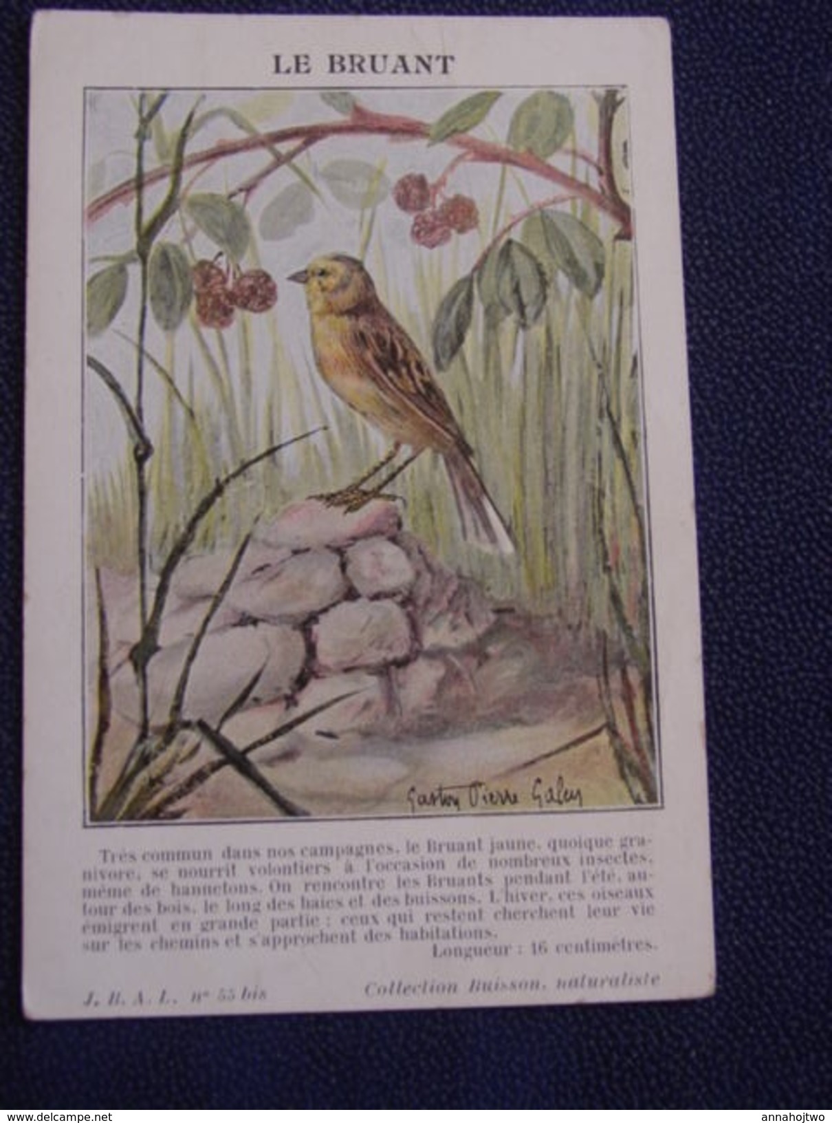 Bird-oiseaux-Ornithologie ,"LE BRUANT " ,Coll. Buisson /illust.G.P.Galey. - Vögel