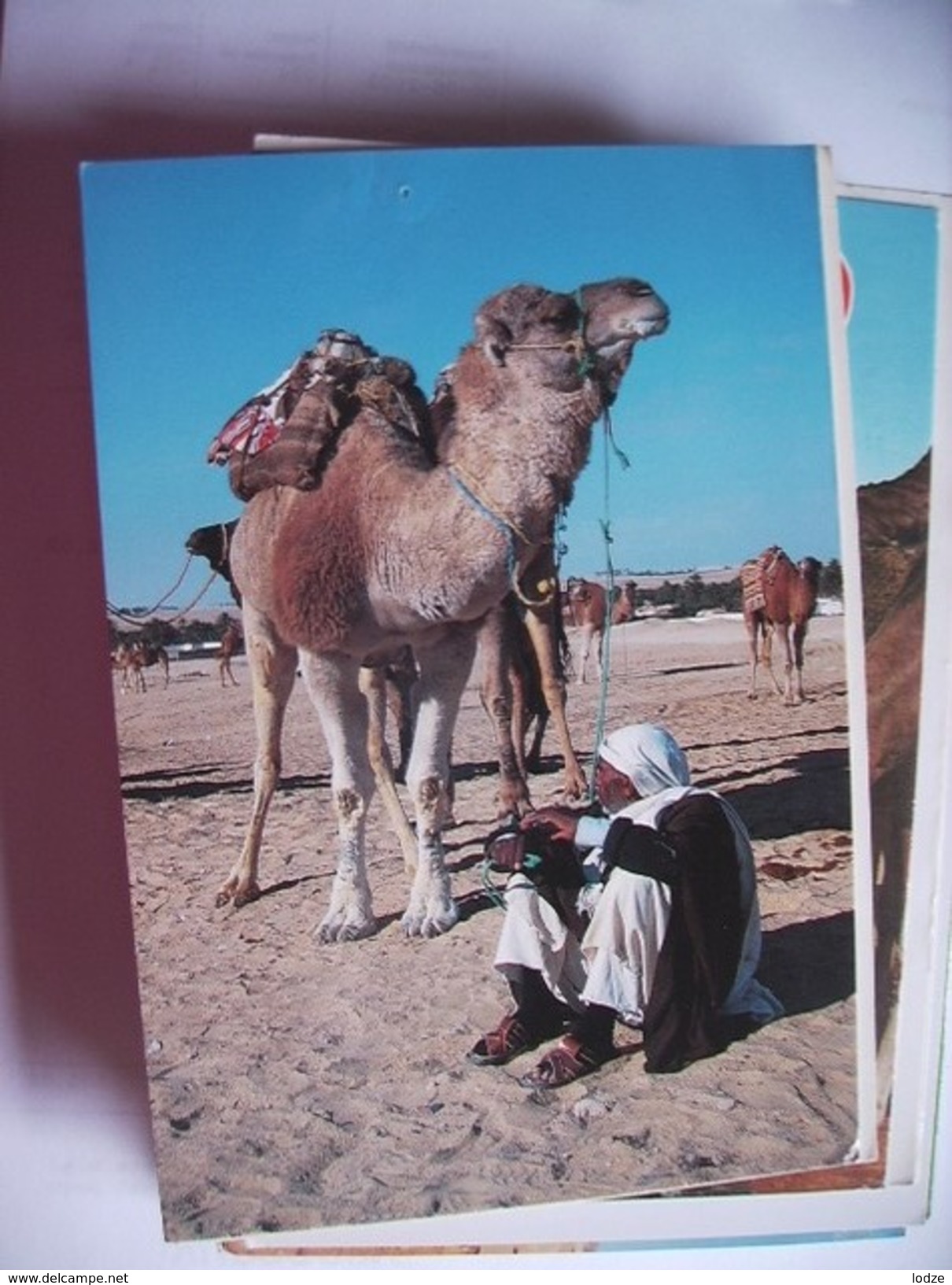 Tunesië Tunésie With Camels - Tunesië