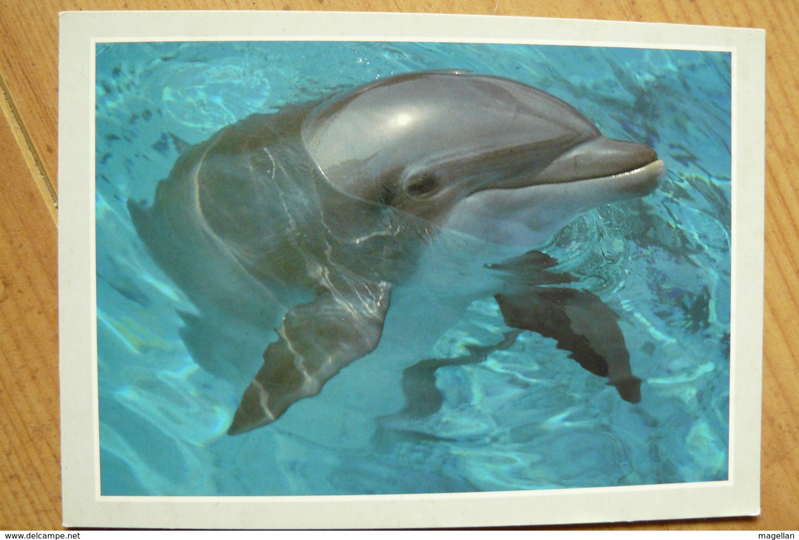 CP - Dauphin - Tursiops Truncatus - Dauphins