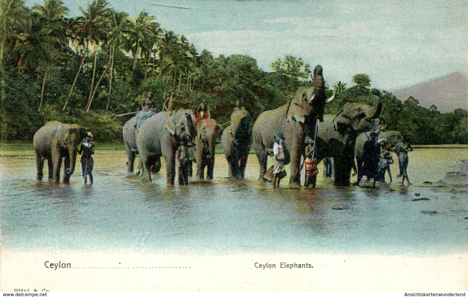 Ceylon Elephants (000464) - Sri Lanka (Ceylon)