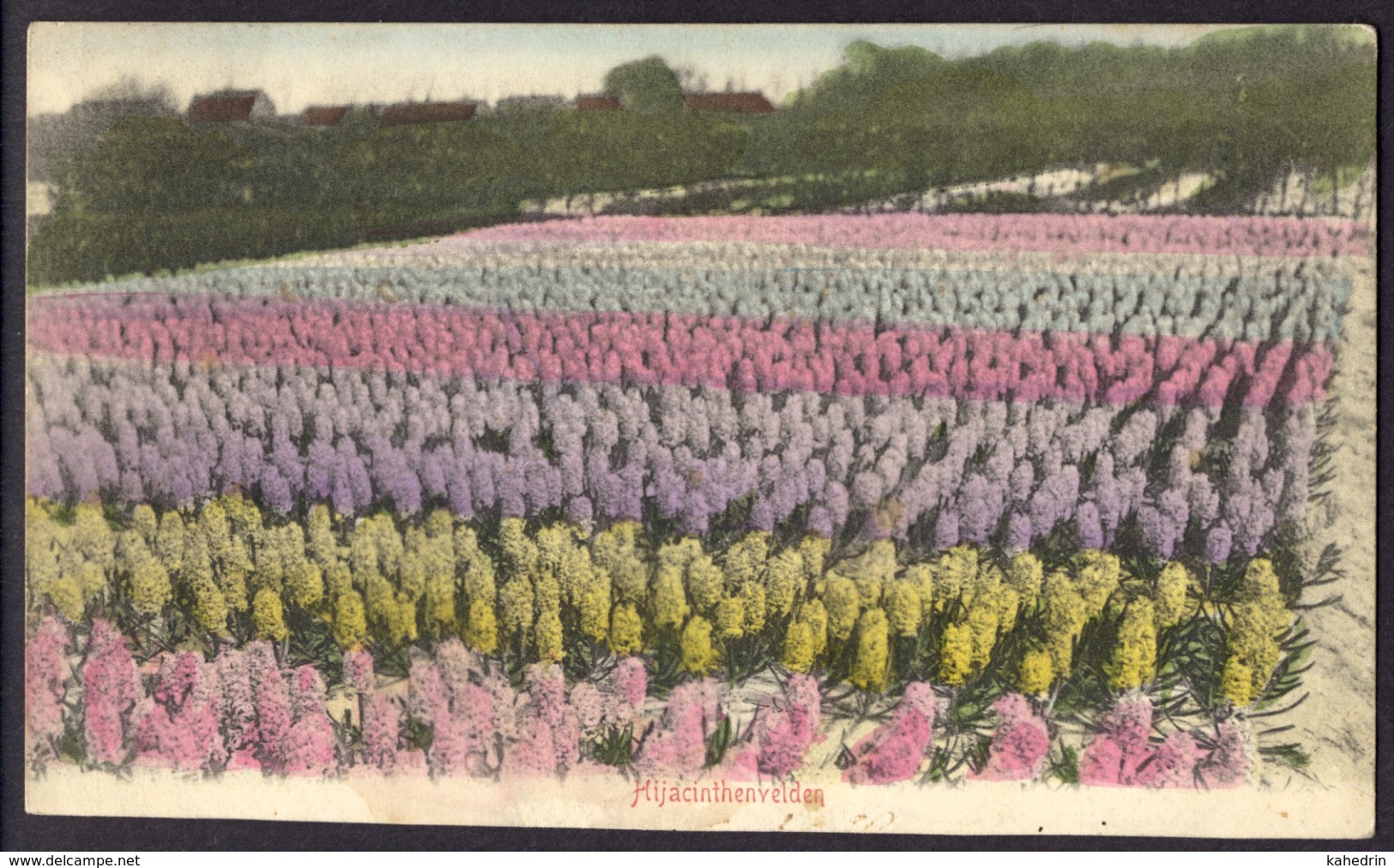 Nederland, Bloembollenvelden, Hyacinthenvelden, Ingekleurd, Gelopen, Oude Briefkaart - Bloemen