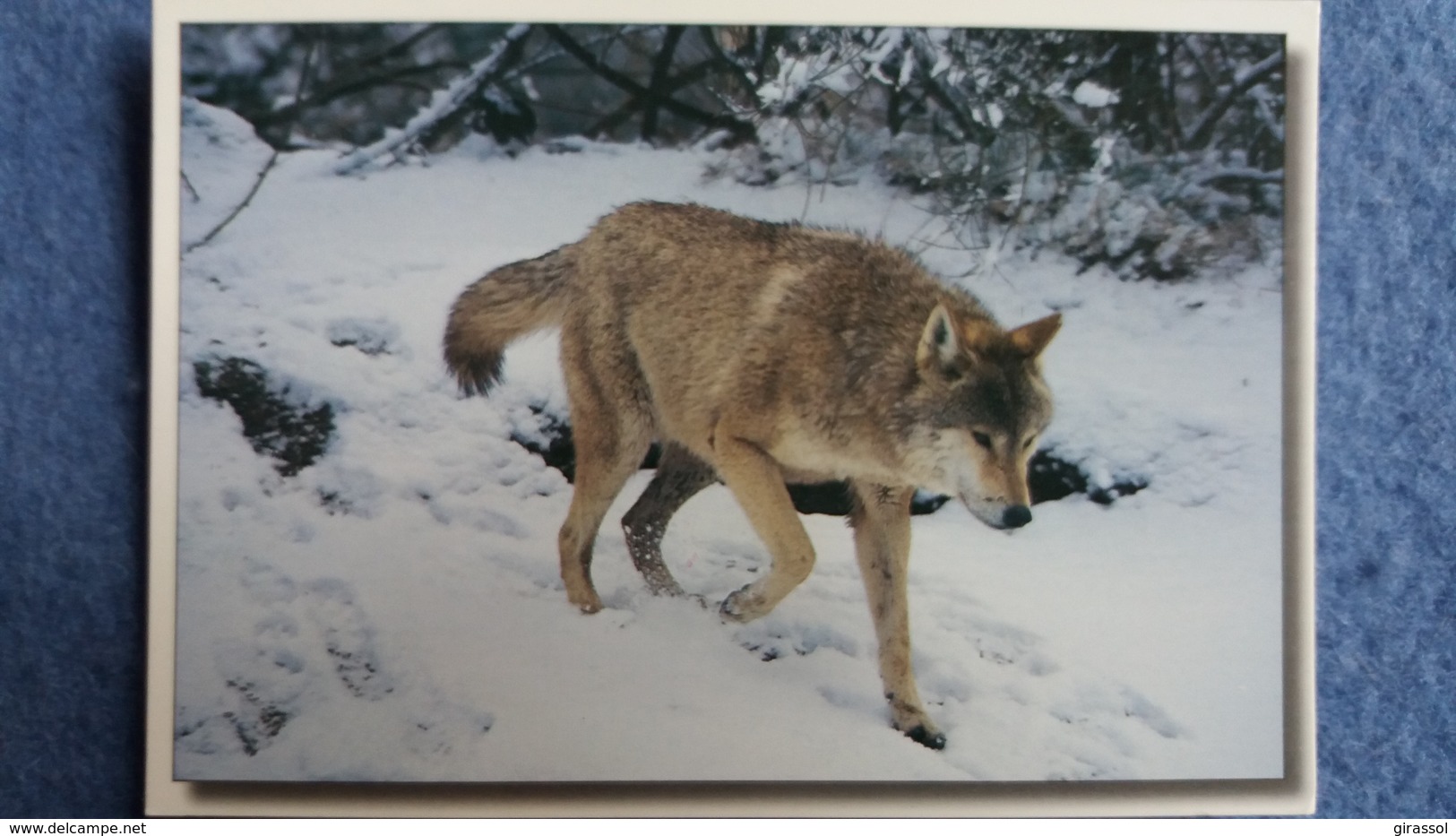 CPM LOUP DE MONGOLIE CANIS LUPUS ED BOSPHOTO OLMI - Autres & Non Classés