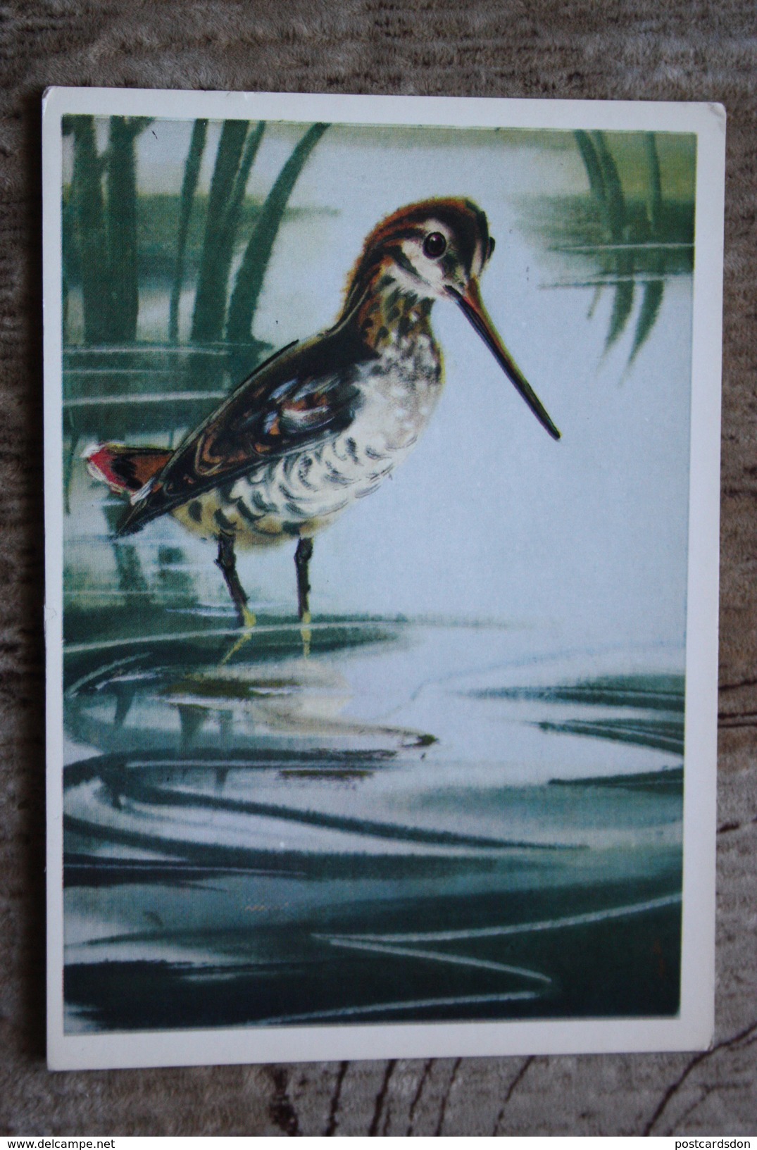 Hunting Chasse Slukwa Becasse Oiseaux Great Snipe - OLD USSR Postcard 1981 - Oiseaux