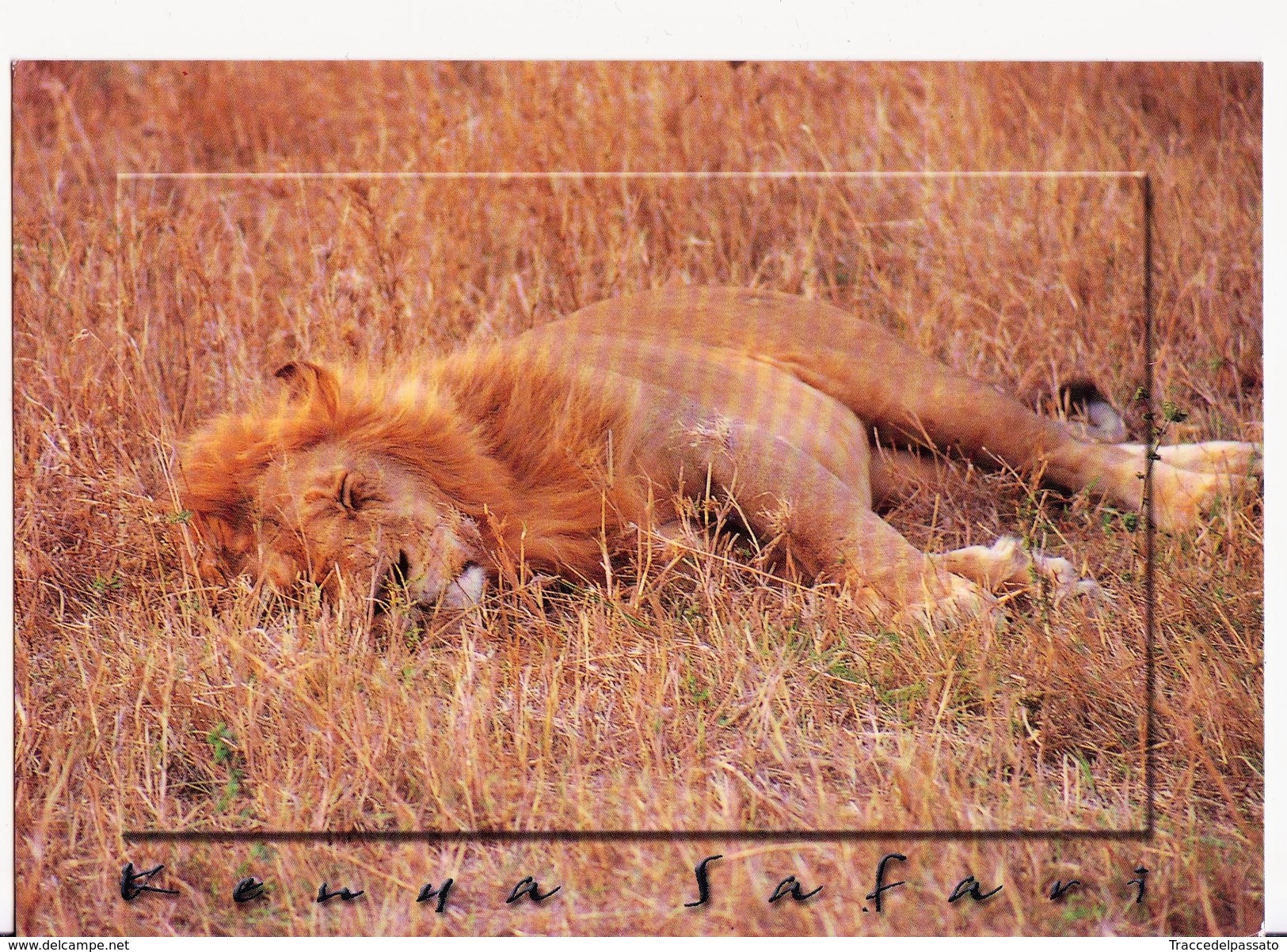 CARTOLINA KENYA - AFRICA - LEONE DORMIENTE - LION SLEEPING - Leoni