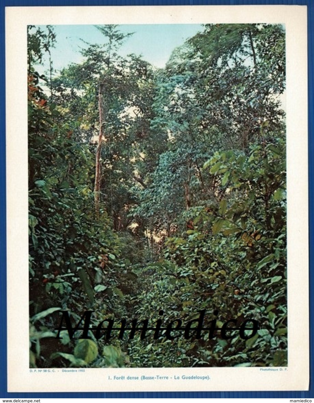1955 " Petites colonies françaises" Guadeloupe-Guyane-Djibouti-etc... 8 Photos couleurs sur bristol rigide 21/27 cm