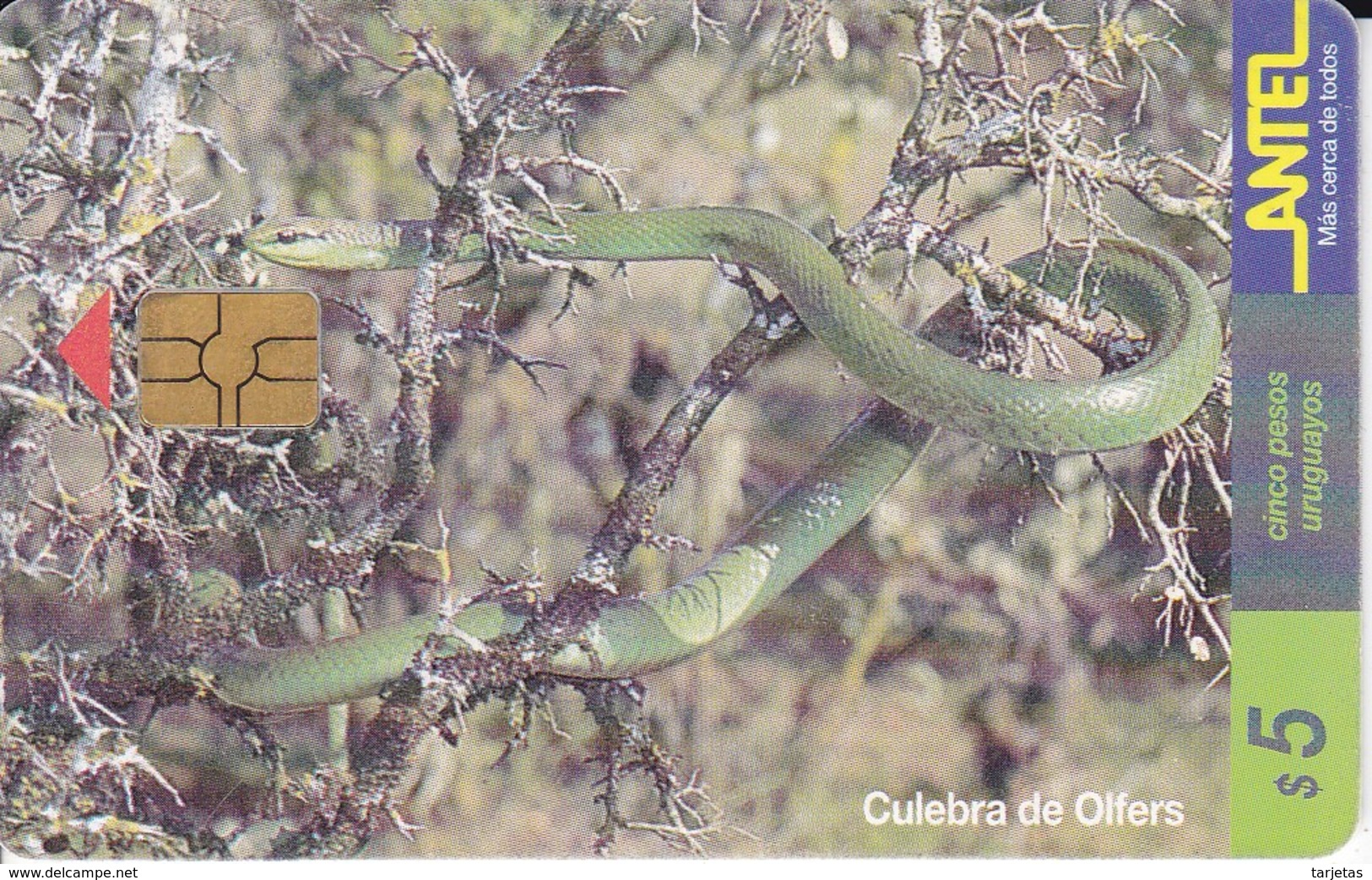 Nº 82 TARJETA DE UNA SERPIENTE DE URUGUAY CULEBRA DE OLFERS (SNAKE)  (CHIP G4 NEGRO) - Uruguay