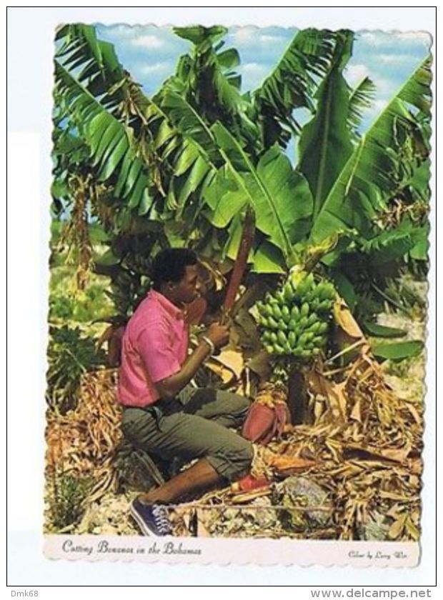 BAHAMAS - CUTTING BANANAS - EDIT LARRY WITT  - 1964 ( 1732 ) - Autres & Non Classés