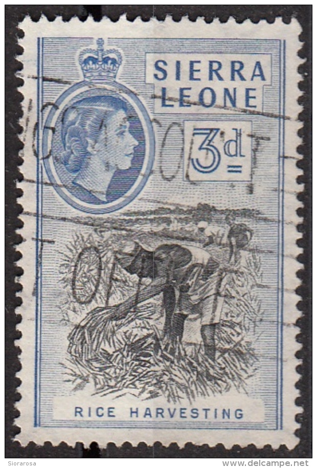 199 Sierra Leone 1956 Rice Harvesting Used - Sierra Leone (1961-...)