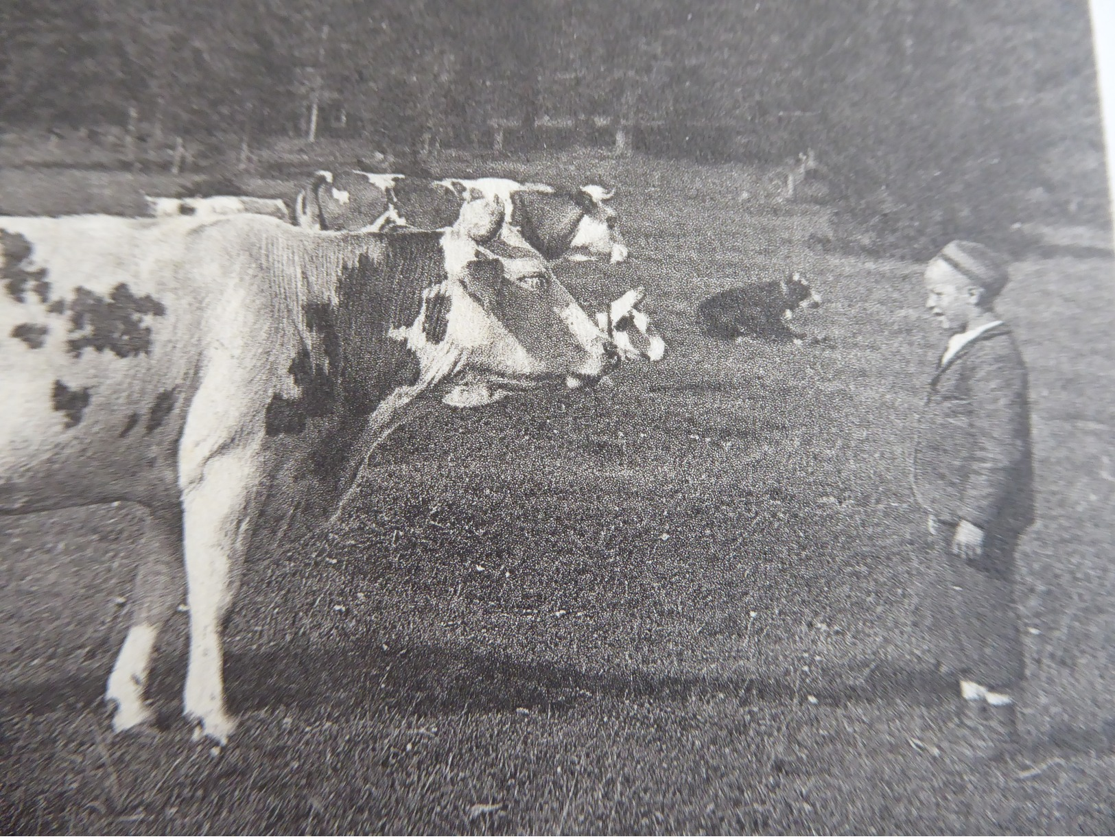 SUISSE  Fidèles  à  La  Terre  -  Vaches - Crías