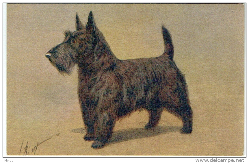 Illustrateur : Rivst. Chien. Scotch Terrier - Terrier Ecossais. - Andere & Zonder Classificatie