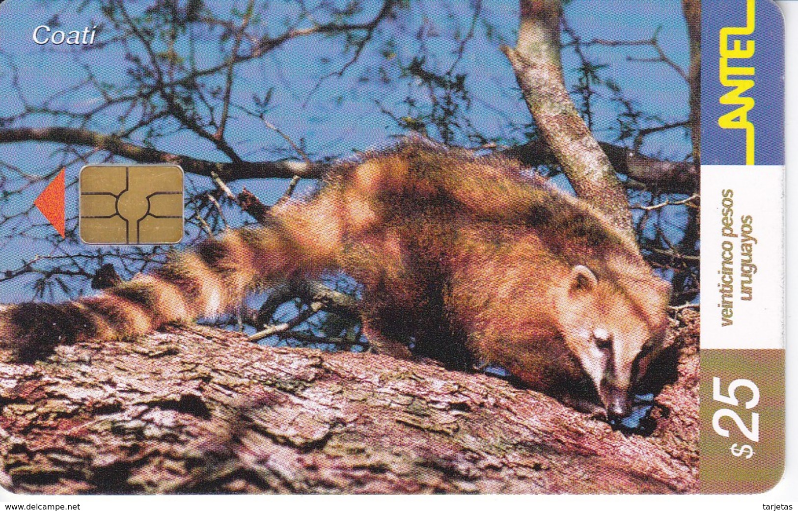 Nº 252 TARJETA DE URUGUAY DE UN COATI - Uruguay