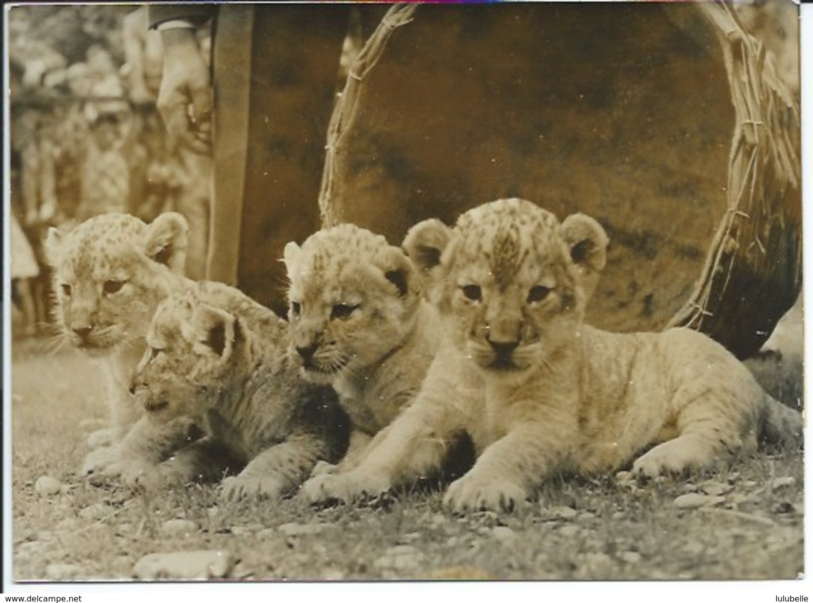 "OULD KONIGER" - LE TIGRON AU ZOO DE VINCENNES / FAMILLE DE 4 LIONCEAUX AU ZOO DE ROME - 2 PHOTOS PRESSE 1954 / 1959 - Andere & Zonder Classificatie