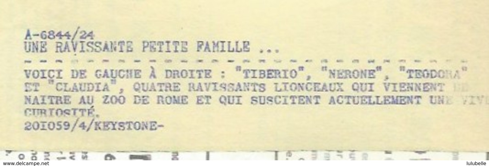 "OULD KONIGER" - LE TIGRON AU ZOO DE VINCENNES / FAMILLE DE 4 LIONCEAUX AU ZOO DE ROME - 2 PHOTOS PRESSE 1954 / 1959 - Andere & Zonder Classificatie